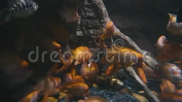 水下世界很多小金鱼游视频的预览图