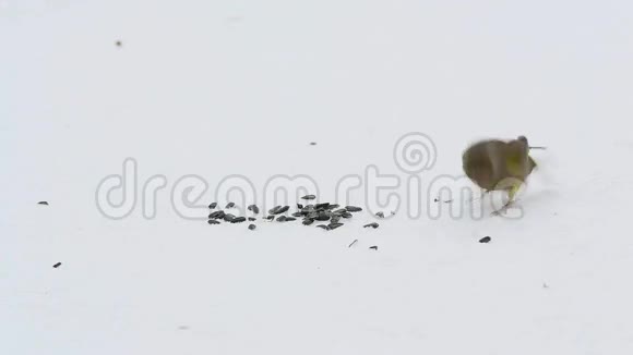欧洲绿雀鸟绿雀在白雪上啄食葵花籽视频的预览图