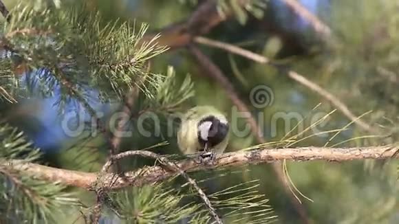 鸟雀鹦鹉专业坐在树枝上啄食种子视频的预览图