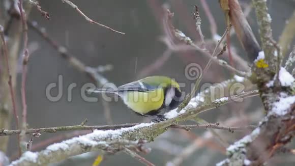 鸟雀鹦鹉学舌在雪下坐在树枝上啄食种子视频的预览图