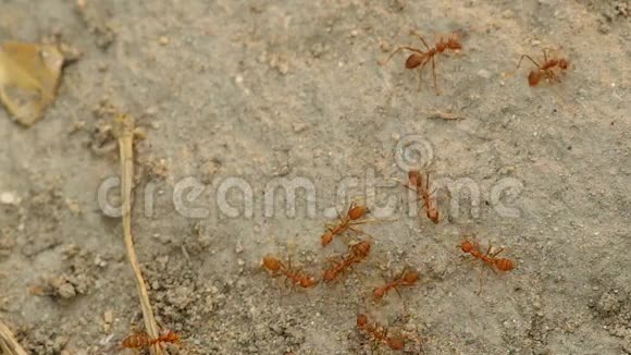 织工蚂蚁在地上视频的预览图
