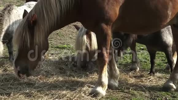 一群马在晴朗的夏天在干旱的田野里吃干草马在农场吃干草阳光灿烂视频的预览图
