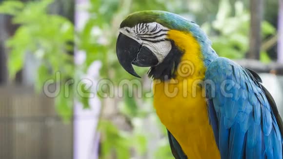 蓝黄的鹦鹉蓝金鹦鹉鹦鹉阿拉拉鲁纳新热带鹦鹉澳门蓝爪鹦鹉鸟蓝爪哇视频的预览图