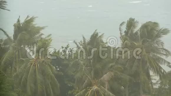 自然灾害飓风期间的海滨景观强烈的旋风吹拂椰子树热带风暴视频的预览图