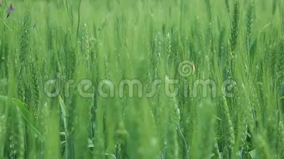 小麦自风动视频的预览图