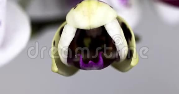 紫色和白色兰花开放的时间流逝视频的预览图