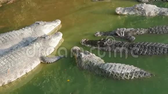 鳄鱼懒洋洋地躺在绿湖的岸边泰国帕塔亚的鳄鱼农场视频的预览图