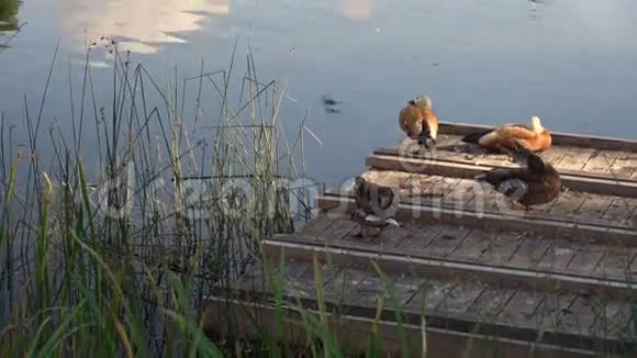 两对鸭子在木湖码头清洗羽毛视频的预览图