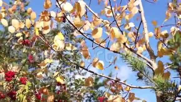 秋天的树叶在风中视频的预览图