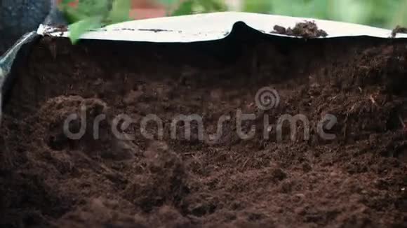 种子种植双手用泥土工作视频的预览图