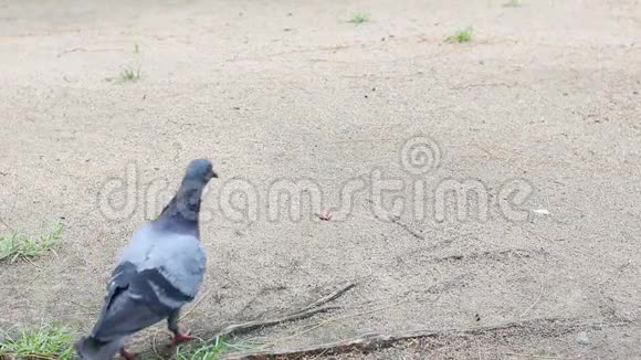 鸽子鸟在大自然的地面上行走周围的声音视频的预览图