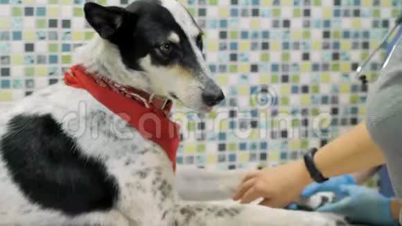 兽医咨询医生在诊所里检查狗视频的预览图