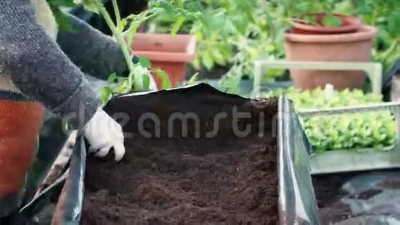 种子种植双手用泥土工作视频的预览图
