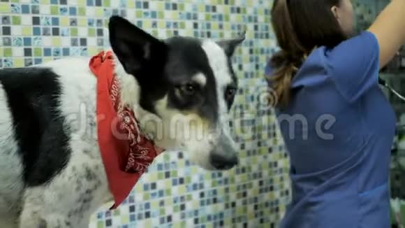 兽医咨询医生在诊所里检查狗视频的预览图