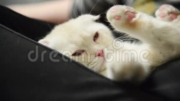 小野猫睡在男孩的腿上视频的预览图