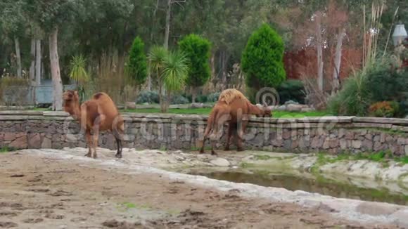 动物骆驼2016年5月土耳其视频的预览图