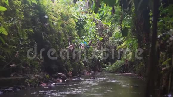天然丛林中的河流印度尼西亚巴厘雨林视频的预览图