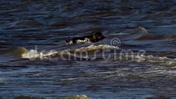 黄色黑色的大狗种拉布拉多沿着沙岸跑这条狗跳进水里和它一起游泳和运动视频的预览图