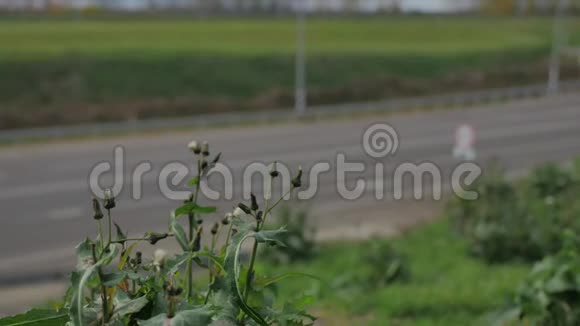 草地和鲜花生长在汽车的道路交通附近蜜蜂在高速公路旁授粉视频的预览图