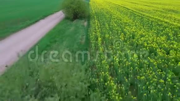 飞越田野与开花的油菜花和乡村道路空中电子摄影视频的预览图
