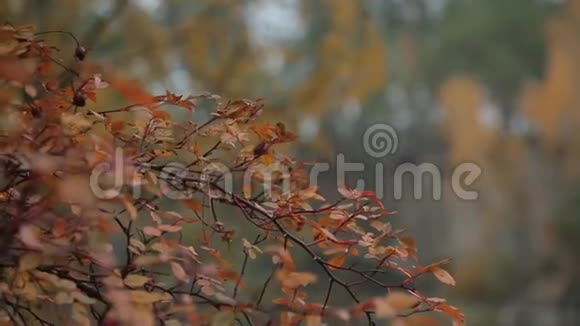 秋天的树有金黄色的叶子视频的预览图