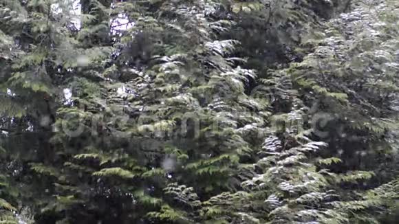 白雪皑皑背景是树木视频的预览图