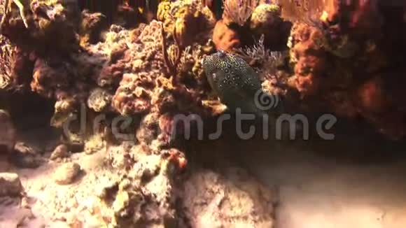 彩色鱼在礁石上游得很快视频的预览图
