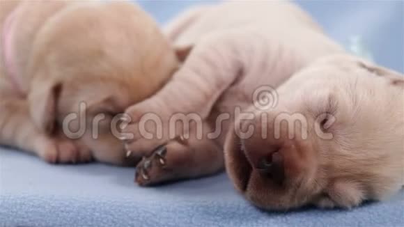新生儿拉布拉多猎犬小狗睡觉视频的预览图