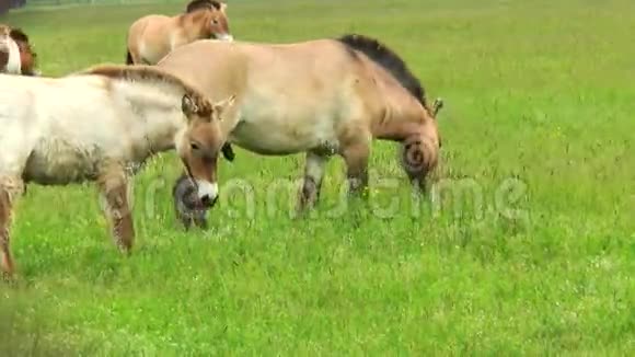 在草原上吃草的马视频的预览图