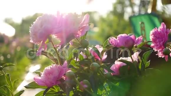 美园花牡丹夏日的阳光花园自然视频的预览图