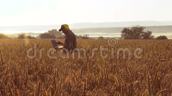 农民带着笔记本电脑在田里检查小麦的质量视频的预览图