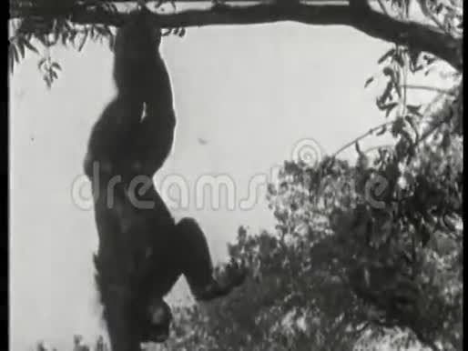顽皮的猴子挂在树上视频的预览图
