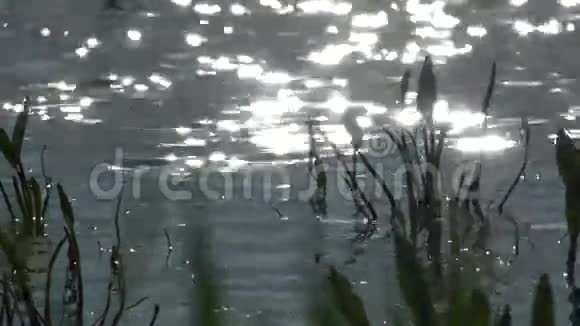 软聚焦波克光对水的影响超高清4k实时视频的预览图