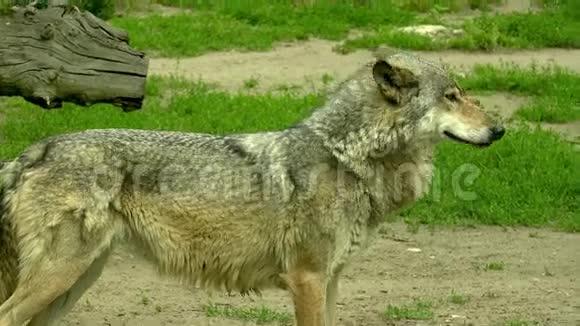 森林里的欧洲狼视频的预览图