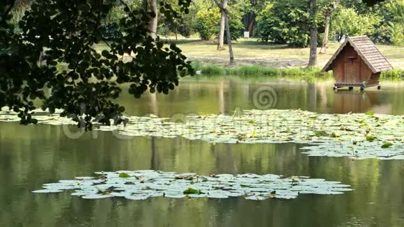 小湖里密集的绿色睡莲视频的预览图
