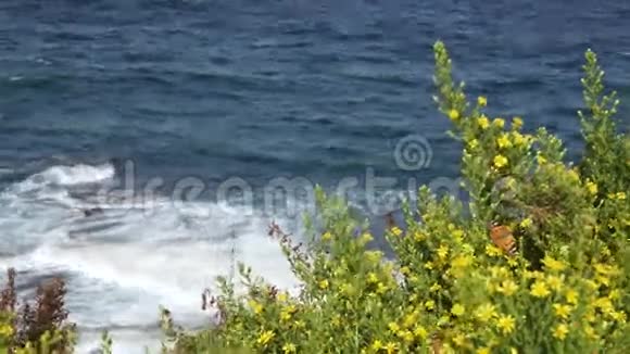 蓝色海洋背景上的野花和蝴蝶视频的预览图