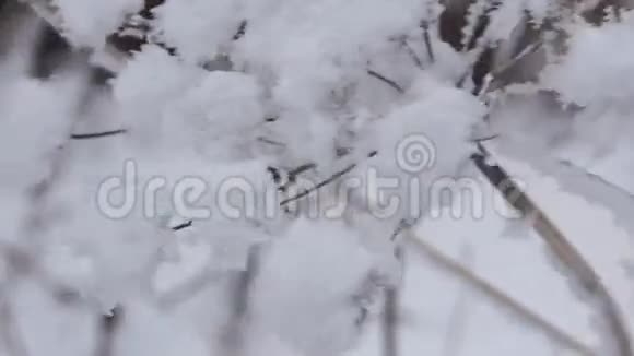 在山上度过了自由的冬天视频的预览图