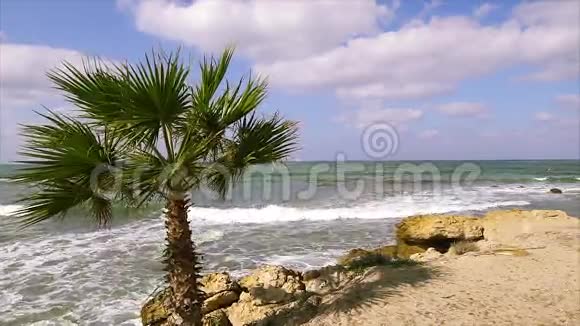 热带海岸的棕榈树蓝天视频的预览图