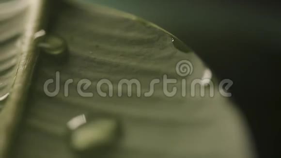 植物叶子上的雨滴视频的预览图