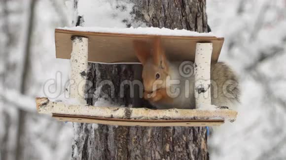 松鼠在冬天的森林里吃饲料视频的预览图