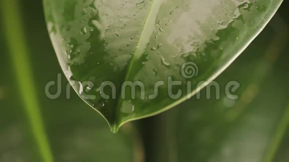 植物叶子上的雨滴视频的预览图