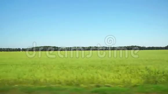 POV在俄罗斯阿尔泰沿着绿色的农田和背景上的树木前进视频的预览图