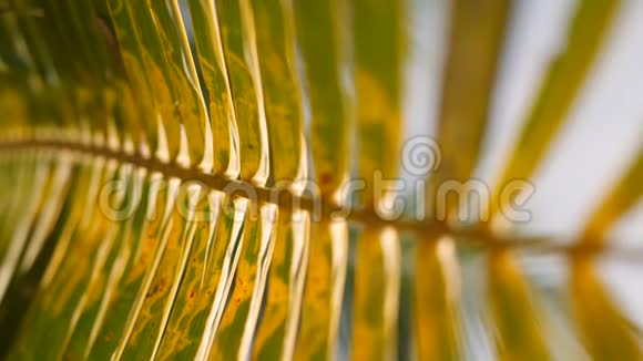 天堂海滩上美丽的椰子棕榈叶对抗明亮的太阳暑期旅游度假背景概念4K视频的预览图