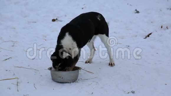 动物收容所狗从碗里吃视频的预览图