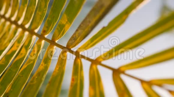 天堂海滩上的椰子棕榈叶对抗明亮的太阳暑期旅游度假背景概念4K泰国视频的预览图
