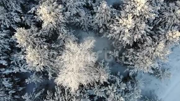 空中积雪覆盖的树木在无人机上射击一幅完美的冬季仙女景观上面有一片松林视频的预览图