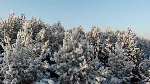 空中积雪覆盖的树木在无人机上射击一幅完美的冬季仙女景观上面有一片松林视频的预览图