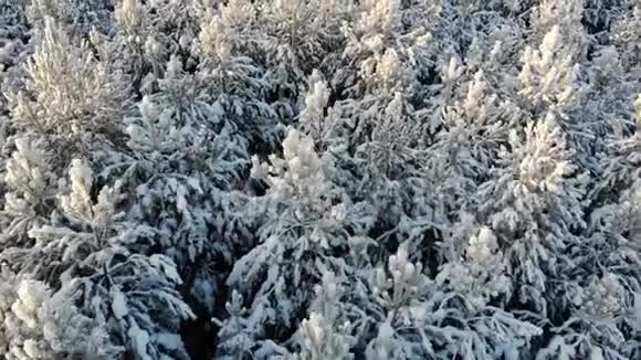 空中积雪覆盖的树木在无人机上射击一幅完美的冬季仙女景观上面有一片松林视频的预览图