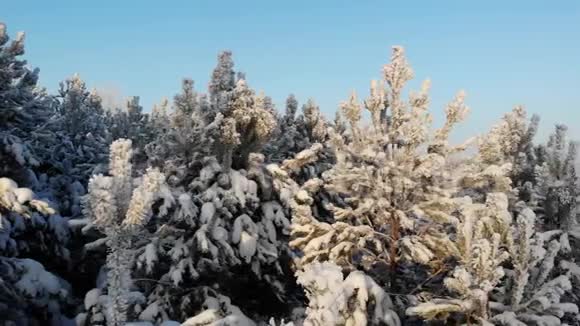 空中积雪覆盖的树木在无人机上射击一幅完美的冬季仙女景观上面有一片松林视频的预览图