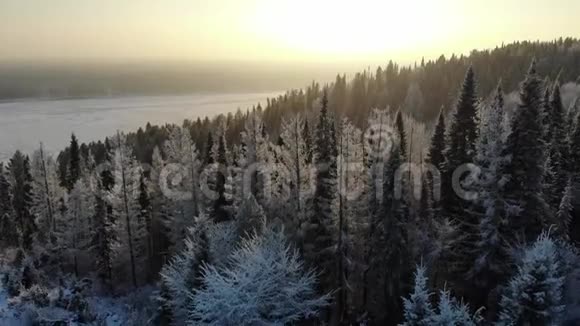 空中积雪覆盖的树木在无人机上射击一幅完美的冬季仙女景观上面有一片松林视频的预览图